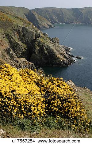 Gorse in Sark, UK View Large Photo Image Picture - Gorse in Sark, UK. Fotosearch