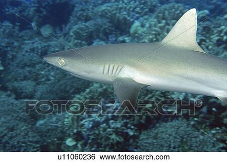 Gray reef shark, Carcharhinus amblyrhynchos, Jaboan, Rongelap, Marshall Islands, Micronesia View Large Photo Image Stock Photograph - Gray reef shark, Carcharhinus amblyrhynchos, Jaboan, Rongelap, Marshall Islands, Micronesia. Fotosearch