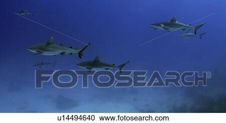 Stock Image - Gray reef sharks, Carcharhinus amblyrhynchos, glide over reef, Chuuk, Federated States of Micronesia, Pacific. Fotosearch