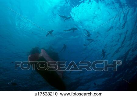Gray reef sharks, Carcharhinus amblyrhynchos, circle under boat, Truk lagoon, Chuuk, Federated States of Micronesia, Pacific. (rr) View Large Photo Image Stock Image - Gray reef sharks, Carcharhinus amblyrhynchos, circle under boat, Truk lagoon, Chuuk, Federated States of Micronesia, Pacific. (rr). Fotosearch