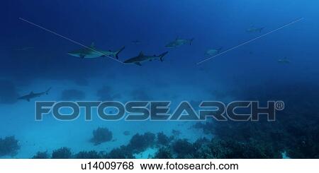 Gray reef sharks, Carcharhinus amblyrhynchos, glide over reef, Chuuk, Federated States of Micronesia, Pacific View Large Photo Image Stock Photo - Gray reef sharks, Carcharhinus amblyrhynchos, glide over reef, Chuuk, Federated States of Micronesia, Pacific. Fotosearch