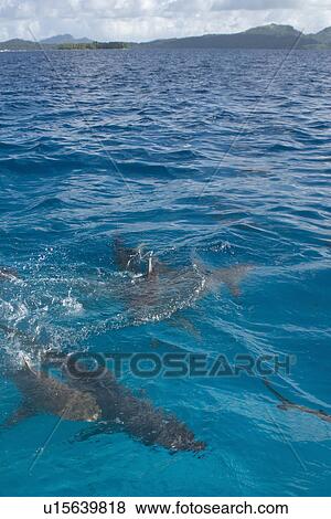 Stock Photo - Gray reef sharks, Carcharhinus amblyrhynchos, swim near surface attracted by food, Chuuk, Federated States of Micronesia, Pacific. Fotosearch