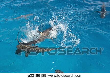 Gray reef sharks, (Carcharhinus amblyrhynchos), swim near surface attracted by food, Chuuk, Federated States of Micronesia, Pacific View Large Photo Image Stock Photo - Gray reef sharks, (Carcharhinus amblyrhynchos), swim near surface attracted by food, Chuuk, Federated States of Micronesia, Pacific. Fotosearch