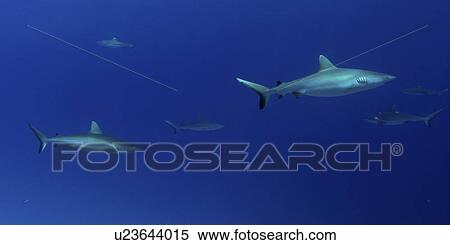 Gray reef sharks, Carcharhinus amblyrhynchos, glide over reef, Chuuk, Federated States of Micronesia, Pacific View Large Photo Image Stock Photography - Gray reef sharks, Carcharhinus amblyrhynchos, glide over reef, Chuuk, Federated States of Micronesia, Pacific. Fotosearch