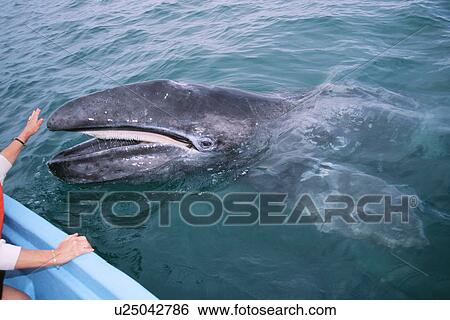 Stock Photograph - Gray whale calf with boat. San Ignacio Lagoon, BCS, Mexico. D. Fotosearch