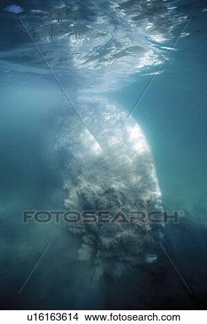 Gray Whale (Eschrichtius robustus) bottom feeding in the sand in San Ignacio Lagoon, Baja California Sur, Mexico. View Large Photo Image Picture - Gray Whale (Eschrichtius robustus) bottom feeding in the sand in San Ignacio Lagoon, Baja California Sur, Mexico.. Fotosearch