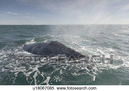 Stock Photography - Gray Whale (Eschrichtius robustus). San Ignacio Lagoon, Baja California, Mexico.. Fotosearch