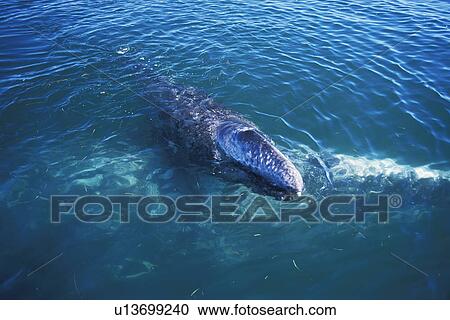 Gray Whale (Eschrichtius robustus) mother and calf at the surface in San Ignacio Lagoon, Baja California Sur, Mexico. View Large Photo Image Stock Image - Gray Whale (Eschrichtius robustus) mother and calf at the surface in San Ignacio Lagoon, Baja California Sur, Mexico.. Fotosearch