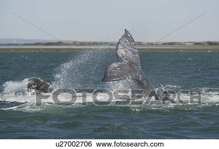 Gray Whale (Eschrichtius robustus). Courtship behaviour, San Ignacio Lagoon, Baja California, Mexico. View Large Photo Image Stock Photograph - Gray Whale (Eschrichtius robustus). Courtship behaviour, San Ignacio Lagoon, Baja California, Mexico.. Fotosearch