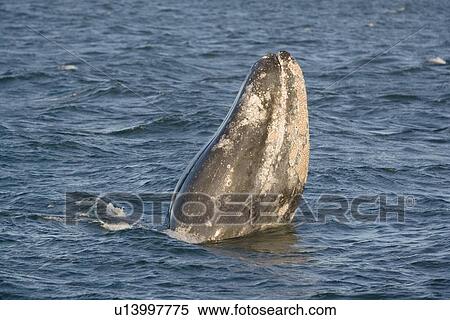Gray Whale (Eschrichtius robustus) spy-hopping in evening light. San Ignacio Lagoon, Baja California, Mexico. View Large Photo Image Stock Photography - Gray Whale (Eschrichtius robustus) spy-hopping in evening light. San Ignacio Lagoon, Baja California, Mexico.. Fotosearch