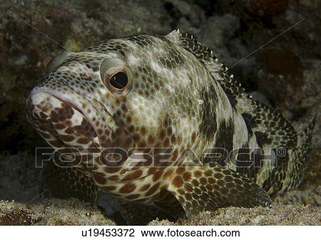 Stock Image - Greasy Grouper (Epinephelus tauvina). Angaga House Reef, Maldives, Indian Ocean (rr). Fotosearch