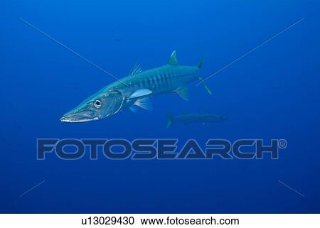 Great Barracuda (Sphyraena barracuda). Red Sea. View Large Photo Image Stock Image - Great Barracuda (Sphyraena barracuda). Red Sea.. Fotosearch