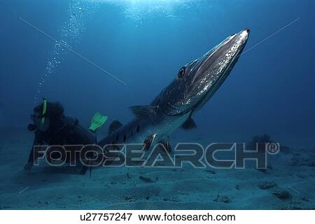 Great barracuda, Sphyraena barracuda, and diver, Molasses Reef, Key Largo, Florida, USA, Atlantic Ocean View Large Photo Image Stock Photo - Great barracuda, Sphyraena barracuda, and diver, Molasses Reef, Key Largo, Florida, USA, Atlantic Ocean. Fotosearch