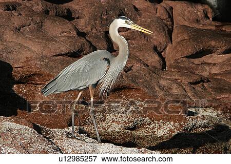 Stock Photo - Great Blue Heron (Ardea herodias) Adult in the intertidal zone. Los Islotes in the lower Gulf of California (Sea of Cortez), Mexico.. Fotosearch