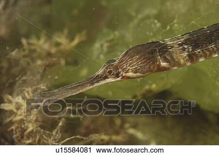 Stock Image - Great Pipefish (Syngnathus Acus) close up. Babbacombe, Torquay, South Devon, UK. Fotosearch
