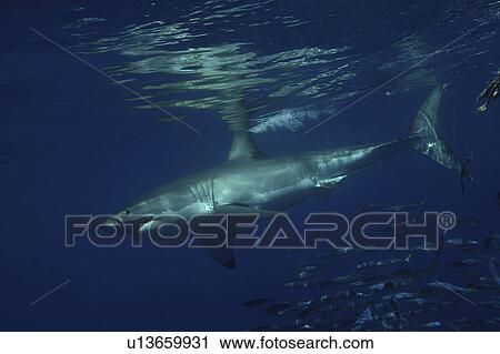 Great White Shark (Carcharodon Carcharias) swimming with shoal of fish. Isla Guadalupe, Mexico. View Large Photo Image Stock Image - Great White Shark (Carcharodon Carcharias) swimming with shoal of fish. Isla Guadalupe, Mexico.. Fotosearch