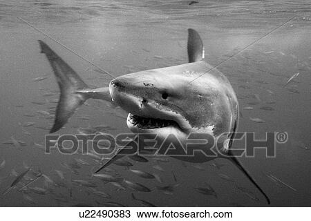 Great White Shark (Carcharodon carcharias). Isla Guadalupe, Mexico, Central America (rr) View Large Photo Image Stock Image - Great White Shark (Carcharodon carcharias). Isla Guadalupe, Mexico, Central America (rr). Fotosearch