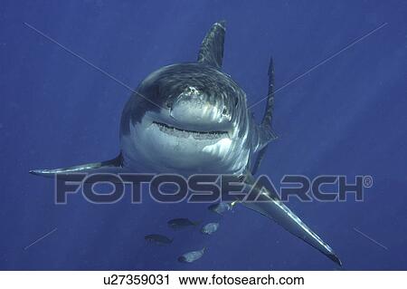 Great White Shark (Carcharodon carcharias) Isla Guadalupe, Mexico, Central America (rr) View Large Photo Image Stock Image - Great White Shark (Carcharodon carcharias) Isla Guadalupe, Mexico, Central America (rr). Fotosearch