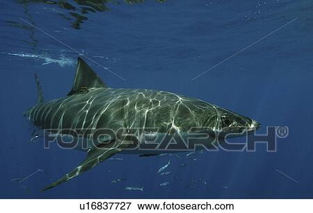 Great White Shark (Carcharodon carcharias) Isla Guadalupe, Mexico, Central America (rr) View Large Photo Image Stock Photo - Great White Shark (Carcharodon carcharias) Isla Guadalupe, Mexico, Central America (rr). Fotosearch