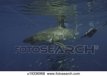 Stock Photo - Great White Shark (Carcharodon carcharias) With shoal of fish. Isla Guadalupe, Mexico, Central America (rr). Fotosearch