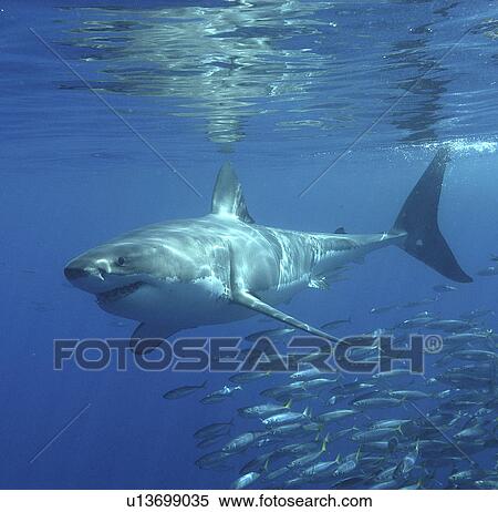 Great White Shark (Carcharodon Carcharias) swimming with shoal of fish. Isla Guadalupe, Mexico. View Large Photo Image Stock Photography - Great White Shark (Carcharodon Carcharias) swimming with shoal of fish. Isla Guadalupe, Mexico.. Fotosearch