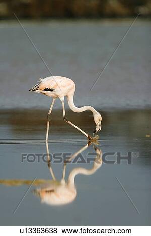Greater Flamingo (Phoenicopterus ruber) feeding in the calm water lagoon behind Cormorant Point, on Floreana Island in the Galapagos Island Archipeligo. Pacific Ocean. View Large Photo Image Stock Photo - Greater Flamingo (Phoenicopterus ruber) feeding in the calm water lagoon behind Cormorant Point, on Floreana Island in the Galapagos Island Archipeligo. Pacific Ocean.. Fotosearch