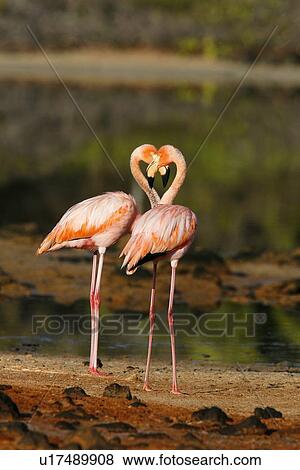 Greater flamingo (Phoenicopterus ruber) foraging for small pink shrimp (Artemia salina) in saltwater lagoons in the Galapagos Island Group, Ecuador. Pacific Ocean. (rr) View Large Photo Image Stock Photo - Greater flamingo (Phoenicopterus ruber) foraging for small pink shrimp (Artemia salina) in saltwater lagoons in the Galapagos Island Group, Ecuador. Pacific Ocean. (rr). Fotosearch