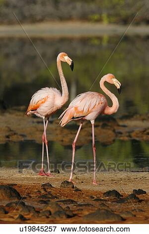 Greater flamingo (Phoenicopterus ruber) foraging for small pink shrimp (Artemia salina) in saltwater lagoons in the Galapagos Island Group, Ecuador. Pacific Ocean. View Large Photo Image Stock Photo - Greater flamingo (Phoenicopterus ruber) foraging for small pink shrimp (Artemia salina) in saltwater lagoons in the Galapagos Island Group, Ecuador. Pacific Ocean.. Fotosearch
