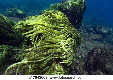 Green algae, Caulerpa racemosa, St. Peter and St. Paul's rocks, Brazil, Atlantic Ocean View Large Photo Image Stock Photo - Green algae, Caulerpa racemosa, St. Peter and St. Paul's rocks, Brazil, Atlantic Ocean . Fotosearch