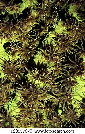 Green Branching Coral (Species unknown) Wakatobi, Onemobaa Island, Indonesia View Large Photo Image Stock Image - Green Branching Coral (Species unknown) Wakatobi, Onemobaa Island, Indonesia. Fotosearch