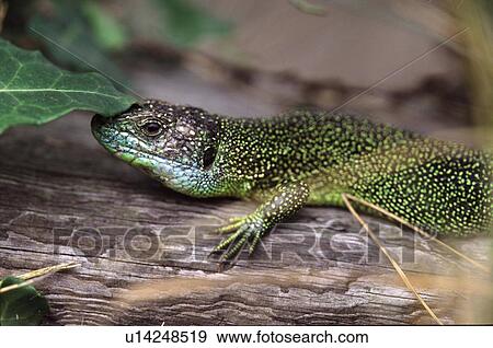 Green Lizard. UK View Large Photo Image Stock Photo - Green Lizard. UK. Fotosearch
