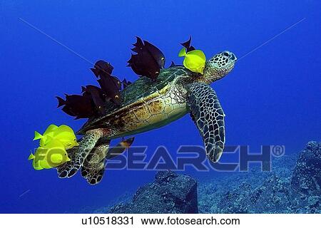 Green sea turtle, Chelonia mydas, gets cleaned by yellow tangs, Zebrasoma flavescens and lined bristletooth, Ctenochaetus striatus, Kailua-Kona, Hawaii, (N. Pacific) View Large Photo Image Stock Image - Green sea turtle, Chelonia mydas, gets cleaned by yellow tangs, Zebrasoma flavescens and lined bristletooth, Ctenochaetus striatus, Kailua-Kona, Hawaii, (N. Pacific). Fotosearch