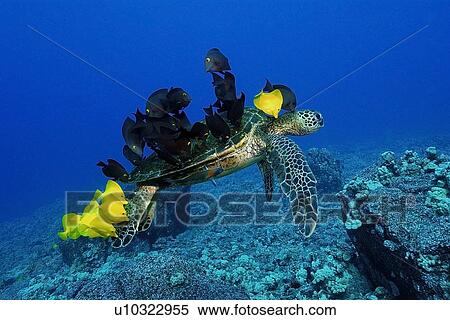 Stock Photography - Green sea turtle, Chelonia mydas, gets cleaned by yellow tangs, Zebrasoma flavescens and lined bristletooth, Ctenochaetus striatus, Kailua-Kona, Hawaii, (N. Pacific). Fotosearch