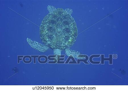 Green sea turtle (Chelonia mydas). St. Peter and St. Paul's rocks, Brazil, Atlantic Ocean View Large Photo Image Stock Image - Green sea turtle (Chelonia mydas). St. Peter and St. Paul's rocks, Brazil, Atlantic Ocean . Fotosearch