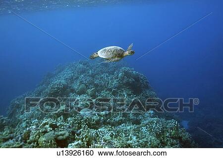 Stock Image - Green sea turtle, Chelonia mydas, Rongelap, Marshall Islands, Micronesia. Fotosearch
