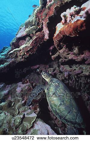 Green Sea Turtle (Chelonia mydas) Hawaii, USA, Pacific Ocean View Large Photo Image Stock Image - Green Sea Turtle (Chelonia mydas) Hawaii, USA, Pacific Ocean. Fotosearch