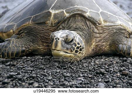 Green sea turtle, Chelonia mydas, resting on shore, Black Sand Beach, Big Island, Hawaii, USA View Large Photo Image Stock Photography - Green sea turtle, Chelonia mydas, resting on shore, Black Sand Beach, Big Island, Hawaii, USA. Fotosearch