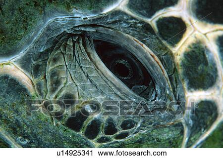 Green sea turtle eye detail, Chelonia mydas, Kailua-Kona, Hawaii (N. Pacific) View Large Photo Image Stock Image - Green sea turtle eye detail, Chelonia mydas, Kailua-Kona, Hawaii (N. Pacific). Fotosearch