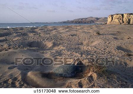 Stock Photo - Green turtle (Chelonia midas) digging nest in which to lay eggs, Ra's al Junais, Sultanate of Oman. Fotosearch