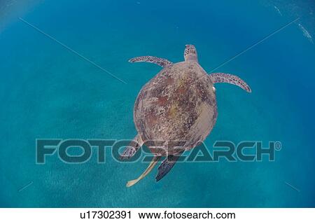 Green turtle (Chelonia mydas). Abu Dabbab, Red Sea, Egypt. View Large Photo Image Stock Image - Green turtle (Chelonia mydas). Abu Dabbab, Red Sea, Egypt.. Fotosearch