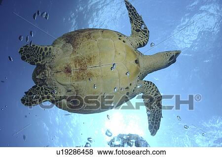 Stock Photo - Green Turtle (Chelonia mydas) against the surface and illuminated from underneath, Rangiroa, French Polynesia, Southern Pacific Ocean . Fotosearch
