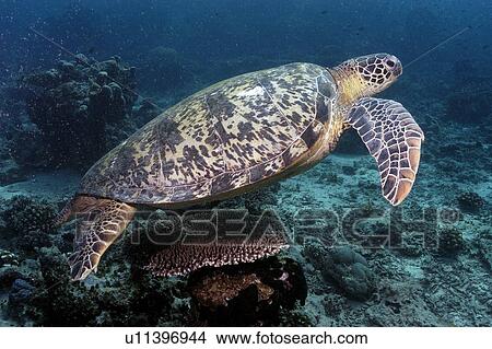 Green Turtle (Chelonia mydas). Borneo, Malaysia View Large Photo Image Picture - Green Turtle (Chelonia mydas). Borneo, Malaysia. Fotosearch