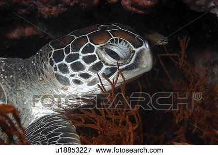 Green Turtle (Chelonia mydas), detail of head amongst precious black coral, Rangiroa, French Polynesia, Southern Pacific Ocean. View Large Photo Image Stock Photo - Green Turtle (Chelonia mydas), detail of head amongst precious black coral, Rangiroa, French Polynesia, Southern Pacific Ocean.. Fotosearch