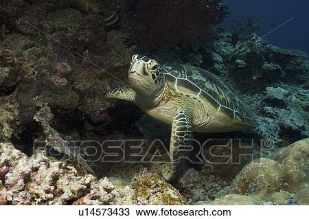 Green Turtle (Chelonia mydas), resting on good corals and facing forwards, Sipidan, Mabul, Malaysia. View Large Photo Image Stock Image - Green Turtle (Chelonia mydas), resting on good corals and facing forwards, Sipidan, Mabul, Malaysia.. Fotosearch
