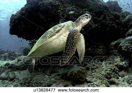 Green Turtle (Chelonia mydas). Sipadan Island, Borneo, Malaysia H View Large Photo Image Stock Photo - Green Turtle (Chelonia mydas). Sipadan Island, Borneo, Malaysia H. Fotosearch
