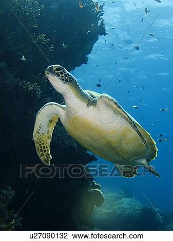 Green turtle (Chelonia mydas). Species Endangered. Marsa Shagra, Marsa Alaam, Red Sea, Egypt View Large Photo Image Stock Image - Green turtle (Chelonia mydas). Species Endangered. Marsa Shagra, Marsa Alaam, Red Sea, Egypt. Fotosearch