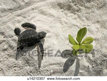 Green turtle (Chelonia mydas) hatchling, only a few hours old, returning to the sea. Bird Island, Seychelles, Indian Ocean View Large Photo Image Stock Photo - Green turtle (Chelonia mydas) hatchling, only a few hours old, returning to the sea. Bird Island, Seychelles, Indian Ocean . Fotosearch