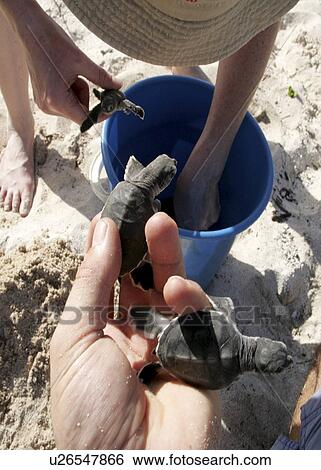 Green turtle (Chelonia mydas) hatchlings being rescued from a damaged nest. Bird Island, Seychelles, Indian Ocean  View Large Photo Image Stock Photograph - Green turtle (Chelonia mydas) hatchlings being rescued from a damaged nest. Bird Island, Seychelles, Indian Ocean . Fotosearch