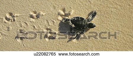 Green turtle (Chelonia mydas) hatchling, only a few hours old, returning to the sea. Bird Island, Seychelles, Indian Ocean View Large Photo Image Stock Photography - Green turtle (Chelonia mydas) hatchling, only a few hours old, returning to the sea. Bird Island, Seychelles, Indian Ocean . Fotosearch