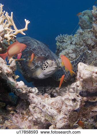 Stock Image - Green turtle (Chelonia mydas) taking a rest between corals. Species endangered. Marsa Shagra, Marsa Alaam, Red Sea, Egypt.. Fotosearch